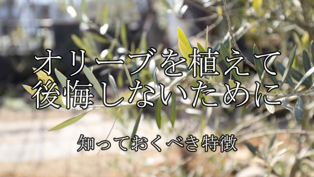 オリーブを植えて後悔しなために知っておくべき特徴 株式会社清光園
